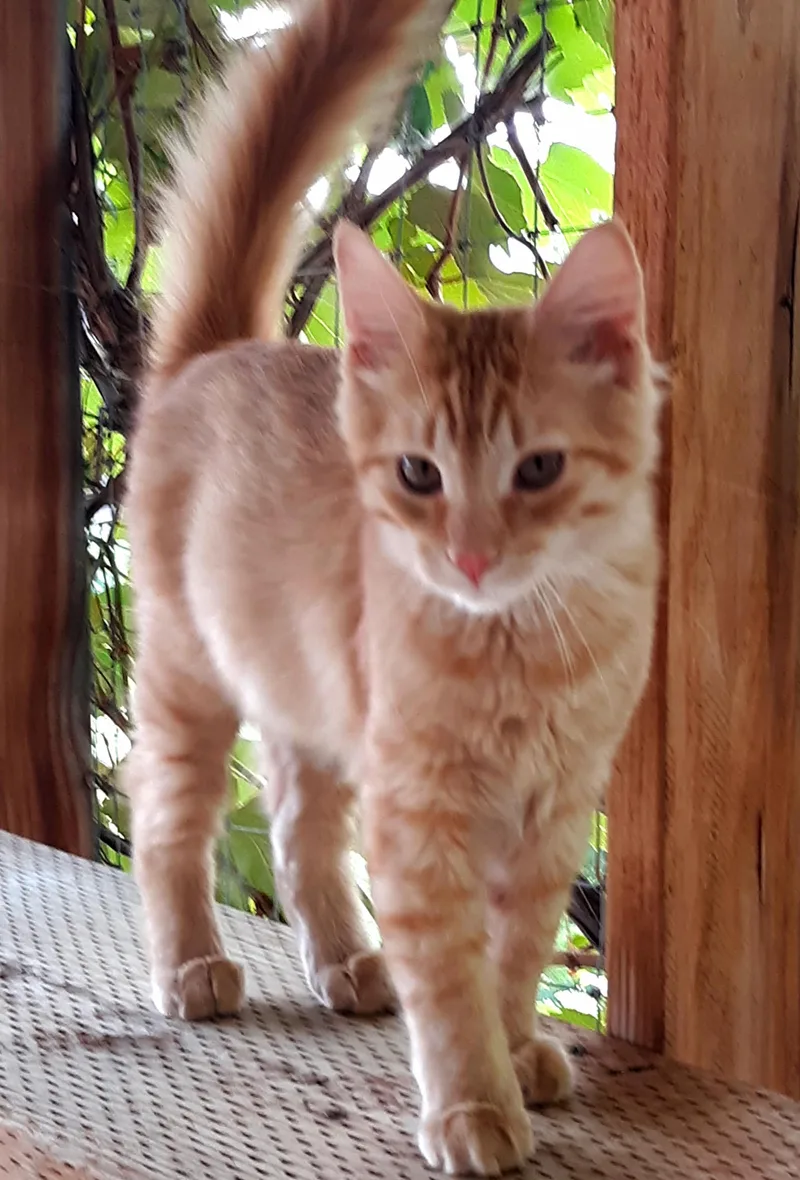 A young small-sized male Domestic Medium Hair cat named Purrcy for adoption in Buhl, ID