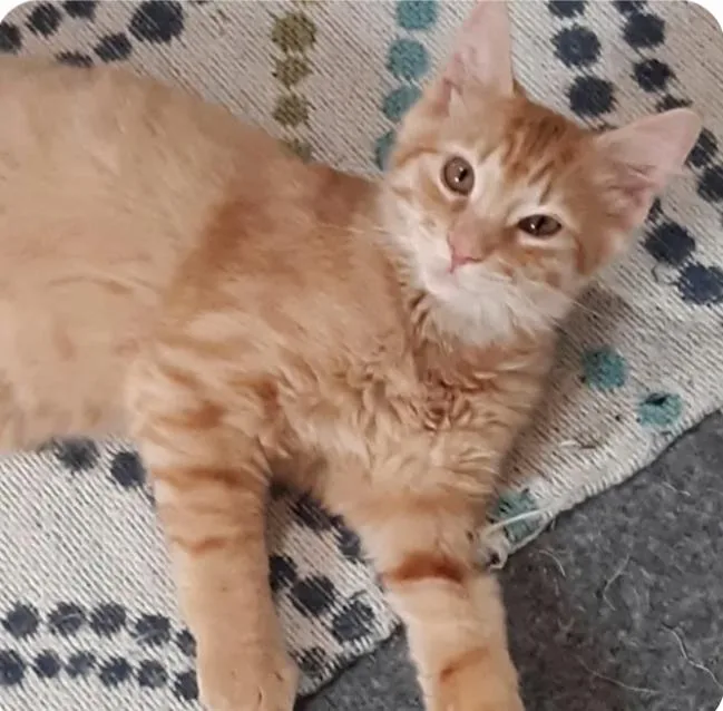 Purrcy thumbnail 2