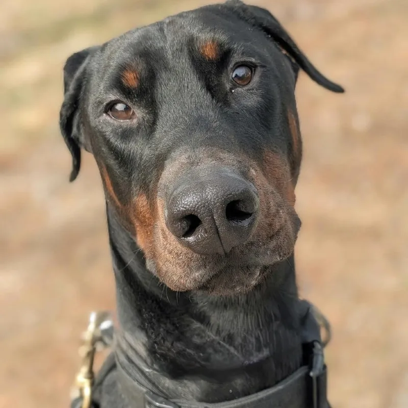 An adult large-sized male Black Doberman Pinscher dog named Koda And Kira for adoption in Sandown, NH