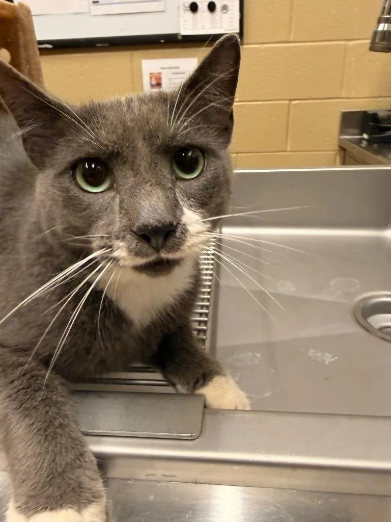 A young medium-sized male Domestic Short Hair cat named Cecile for adoption in Douglasville, GA