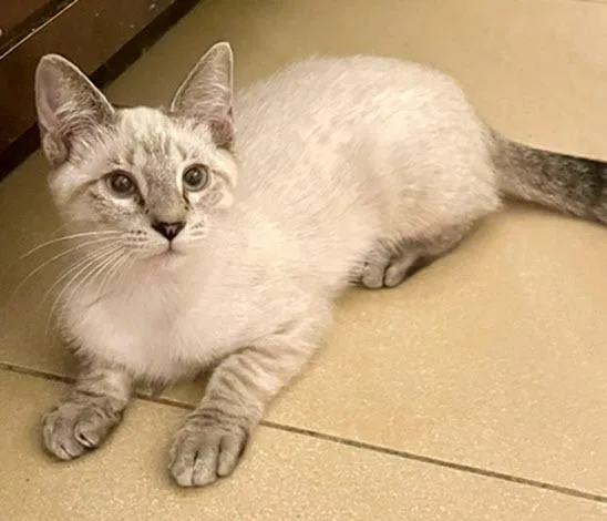 A baby medium-sized female Siamese cat named Blueberry for adoption in Los Angeles, CA