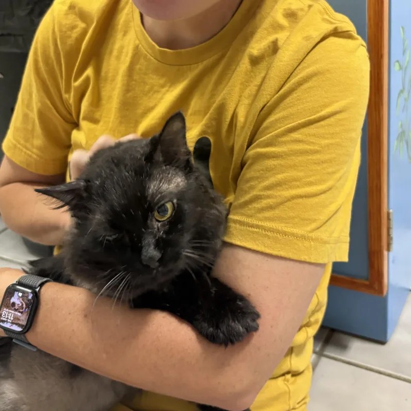 An adult medium-sized male Domestic Long Hair cat named Jameson for adoption in Crestwood, MO