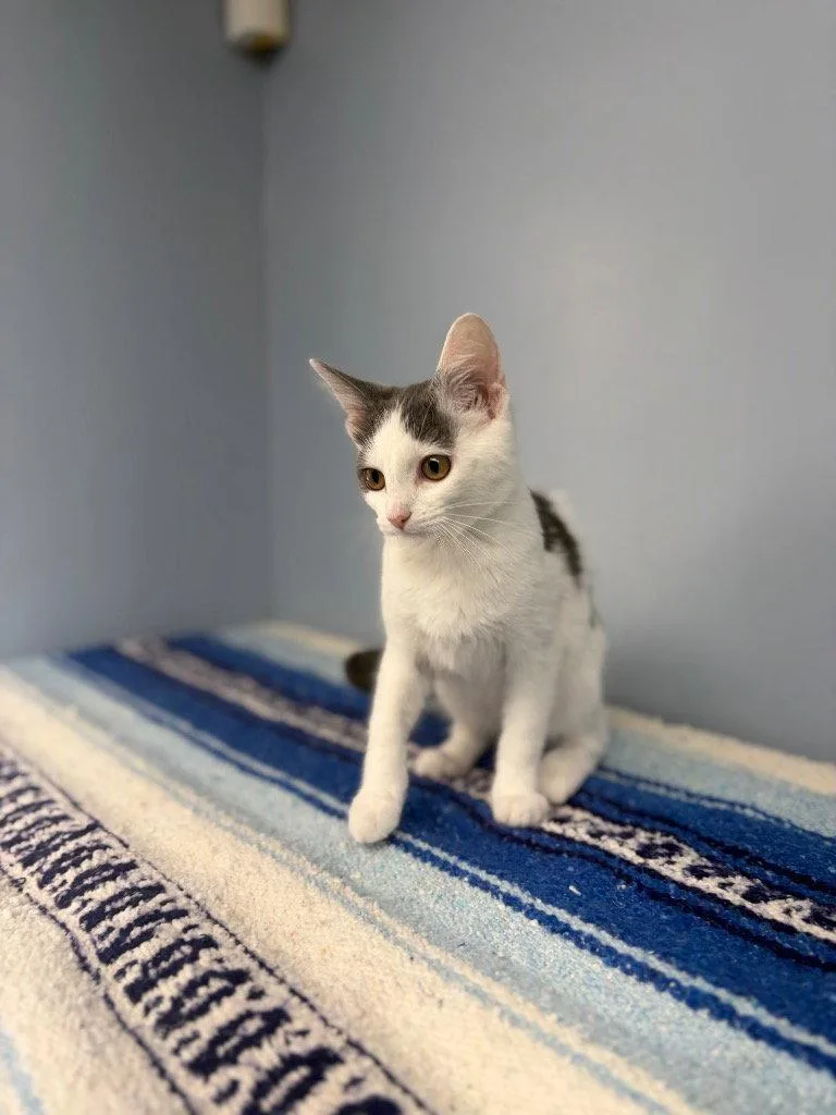A baby small-sized female Domestic Short Hair cat named Tootsie for adoption in Lovingston, VA