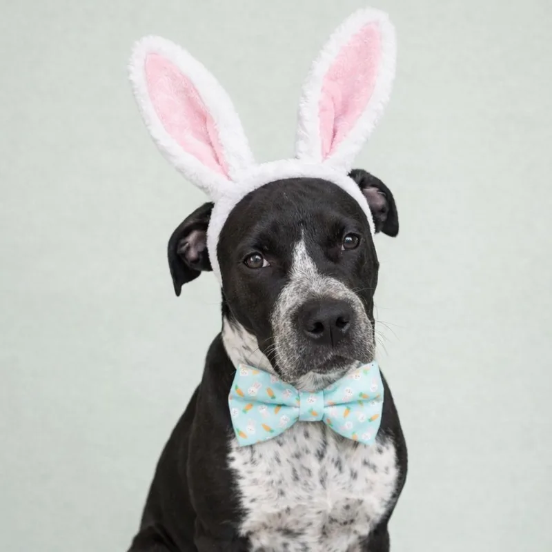 Sean Connery thumbnail 3