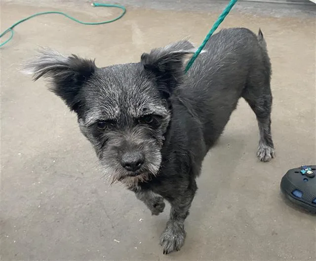 An adult medium-sized male Mixed Breed dog named Tucker for adoption in Dallas, TX