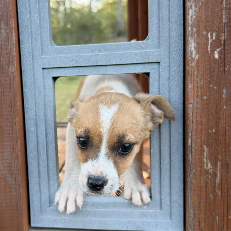 Danny Dog thumbnail 2