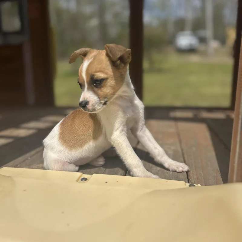 Danny Dog thumbnail 3