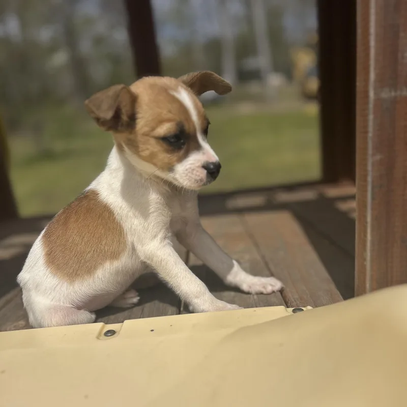 Danny Dog thumbnail 4