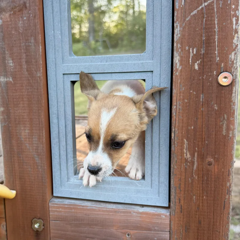 Danny Dog thumbnail 5