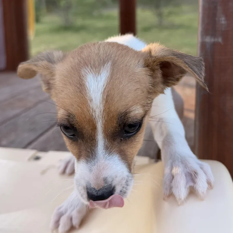 Danny Dog thumbnail 6