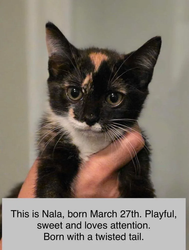 A baby medium-sized female Domestic Short Hair cat named Nala for adoption in Kannapolis, NC