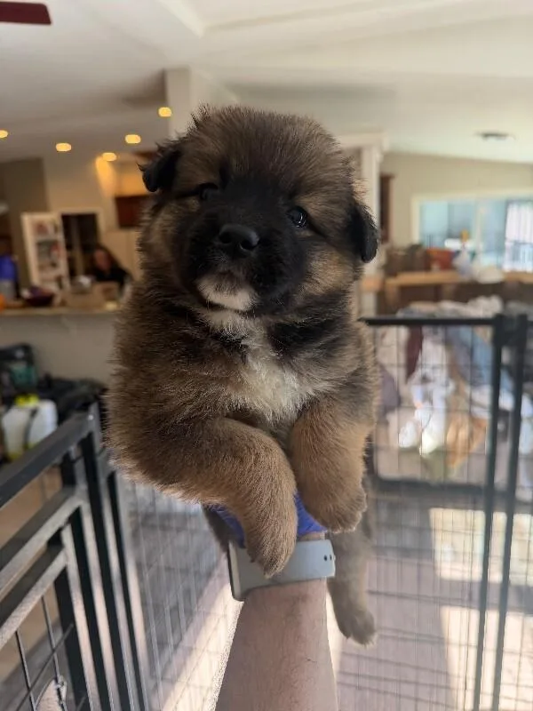 A young medium-sized female Australian Cattle Dog / Blue Heeler dog named Jemma for adoption in renton, WA