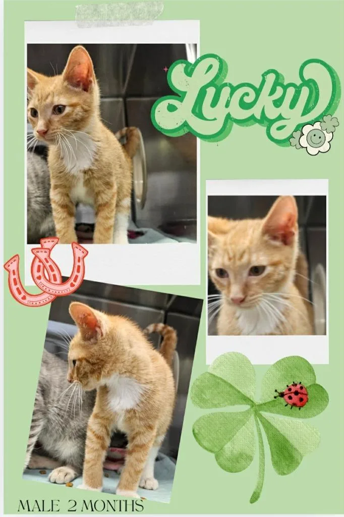 A baby small-sized male Domestic Short Hair cat named Lucky for adoption in Blountville, TN