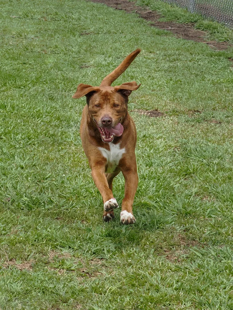 An adult large-sized male Brown / Chocolate Mixed Breed dog named Tennessee Whiskey for adoption in Myrtle Beach, SC