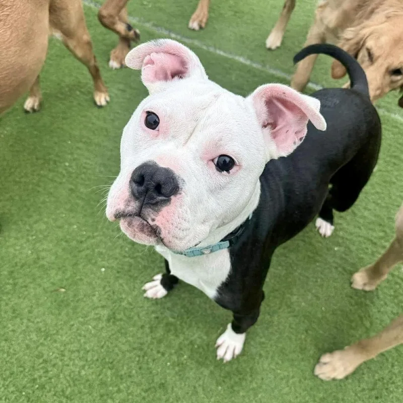 An adult medium-sized female Pit Bull Terrier dog named Gwen for adoption in Muskego, WI