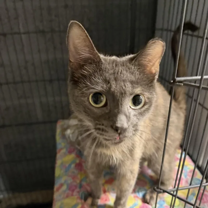 An adult medium-sized female Calico Domestic Short Hair cat named Marie for adoption in Middle Village, NY