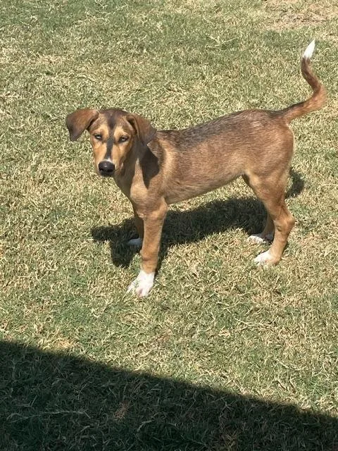 A baby large-sized female Mixed Breed dog named Greta for adoption in Sunnyvale, TX