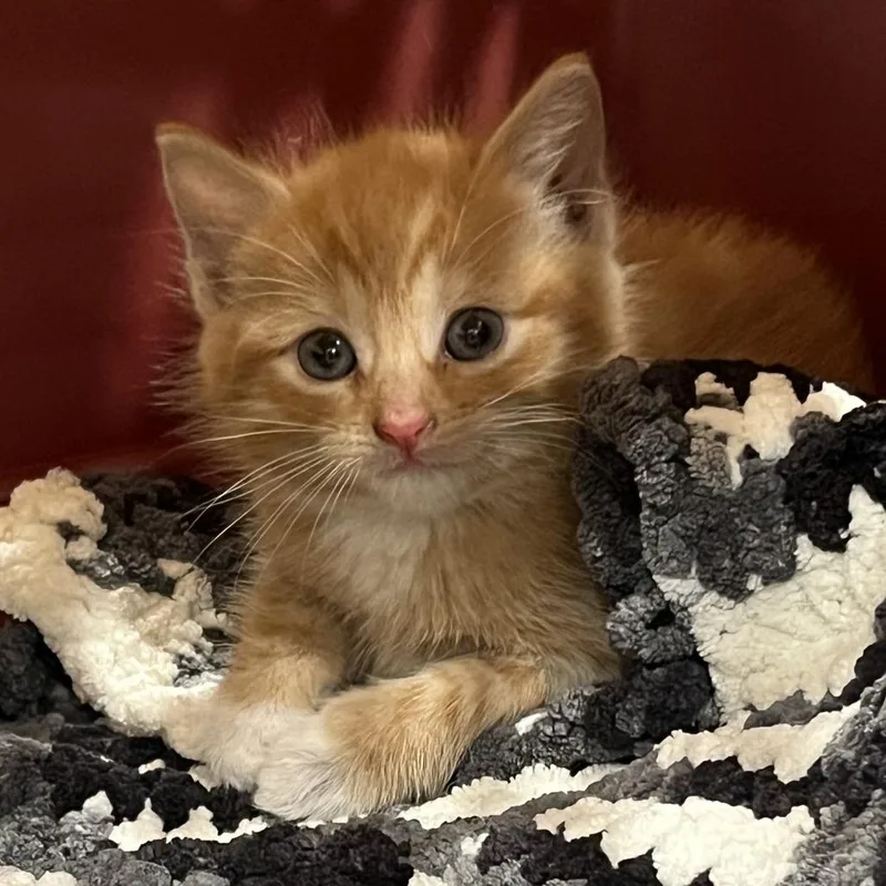 A baby small-sized male Orange / Red Domestic Short Hair cat named Simon for adoption in Oak Park, IL