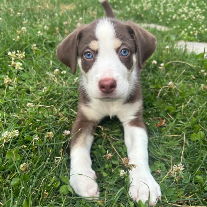 A baby medium-sized male Tricolor (Brown, Black, & White) Australian Shepherd dog named Max for adoption in Schenectady, NY