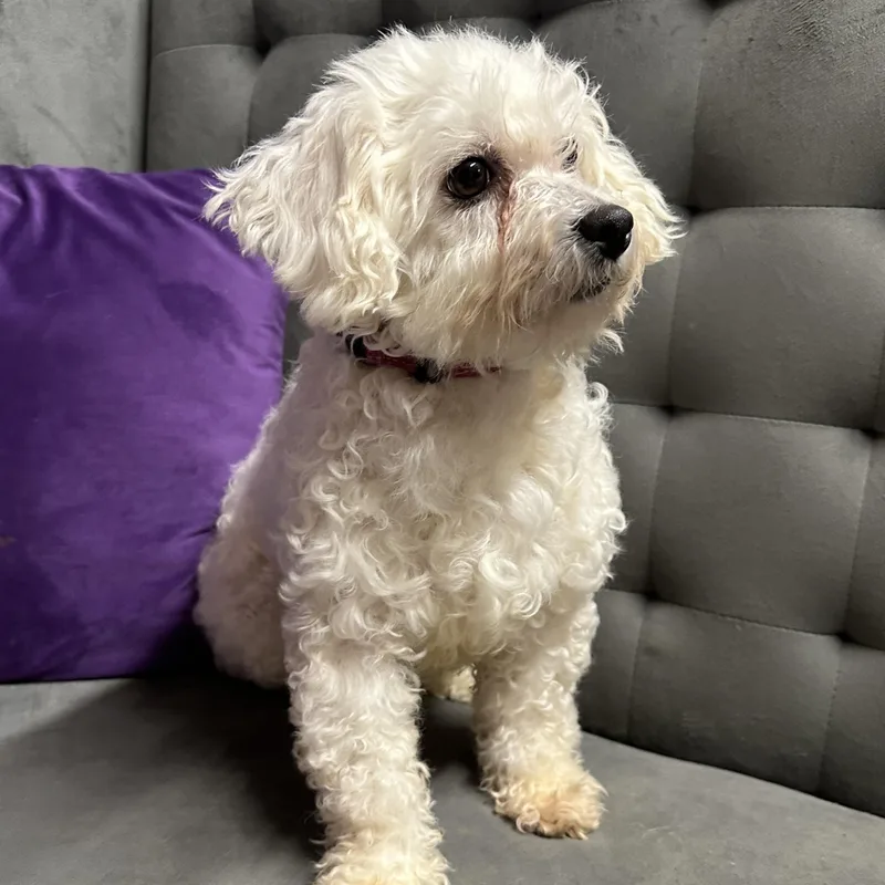 Snow White thumbnail 4