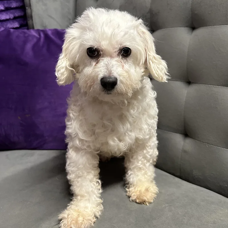 An adult small-sized female Bichon Frise dog named Snow White for adoption in Hartland, WI
