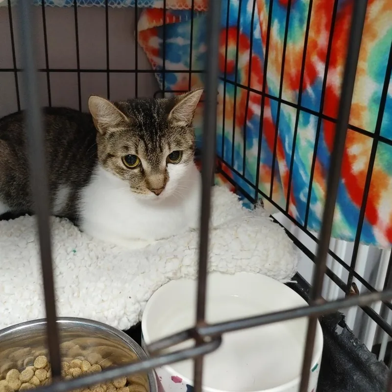 An adult small-sized female Brown / Chocolate Domestic Short Hair cat named Emery for adoption in Webster, TX