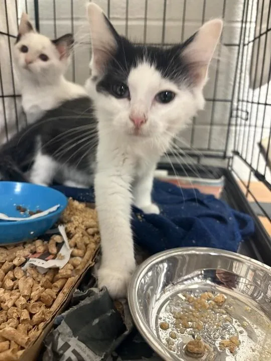A young small-sized male Black Domestic Short Hair cat named Linus for adoption in Cincinnati, OH