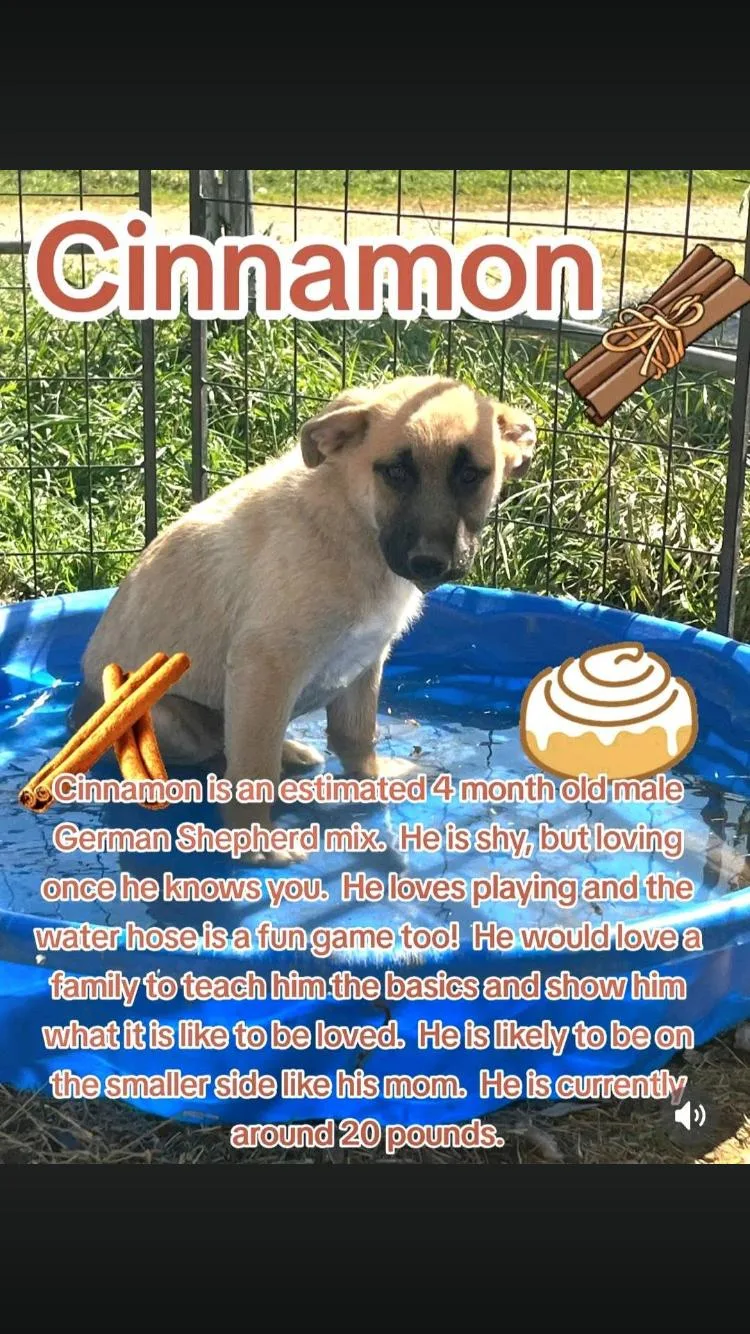 A baby medium-sized male Apricot / Beige German Shepherd Dog dog named Cinnamon for adoption in Paradise, TX