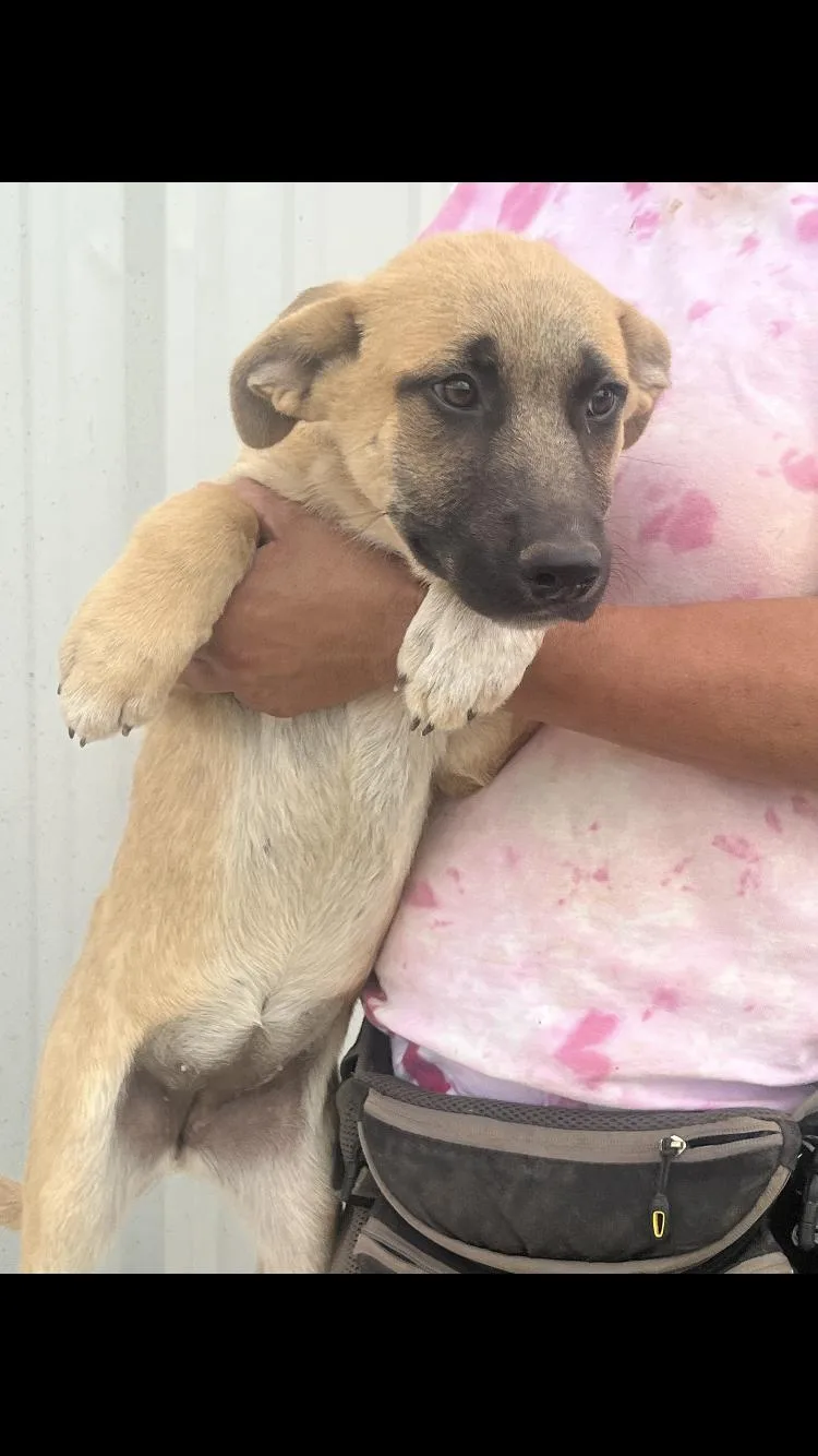 Cinnamon thumbnail 2