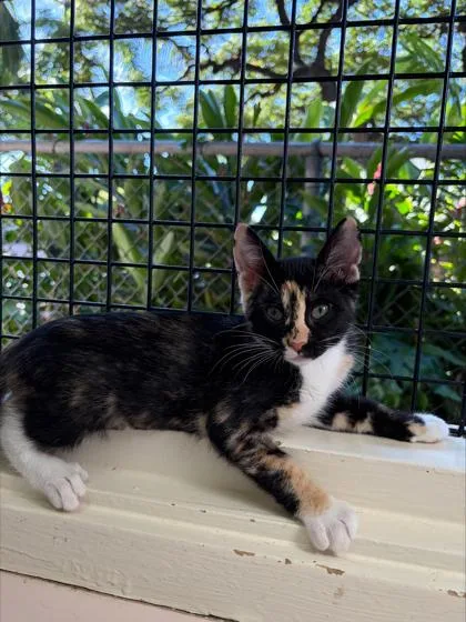 A baby small-sized female Domestic Short Hair cat named Merc for adoption in Honolulu, HI