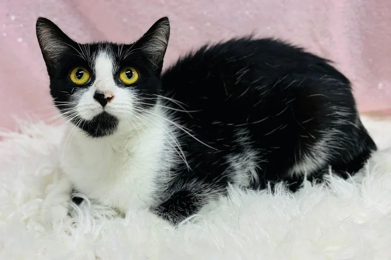 An adult medium-sized female Domestic Short Hair cat named Ribbon for adoption in Clarkesville, GA