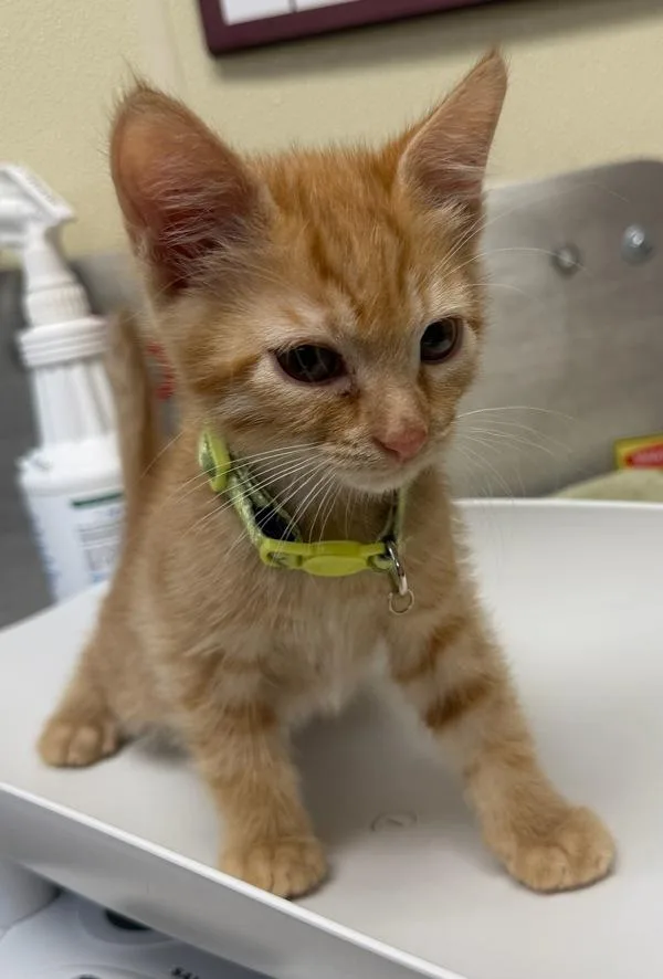 Ratchet