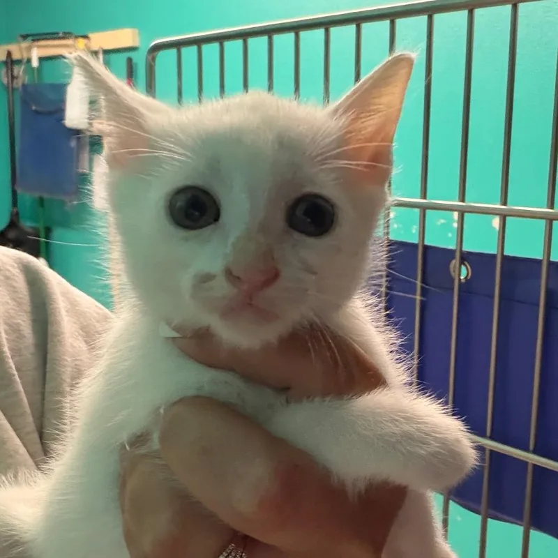 A baby small-sized male Cream / Ivory Domestic Short Hair cat named Cuba for adoption in Lake Jackson, TX