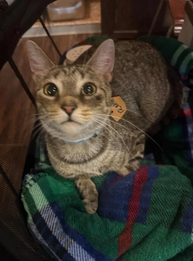 A young small-sized female Brown / Chocolate Domestic Short Hair cat named Sheila for adoption in Lewisburg, PA