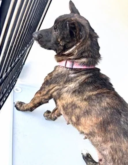A young medium-sized female German Shepherd Dog dog named A for adoption in Houston, TX