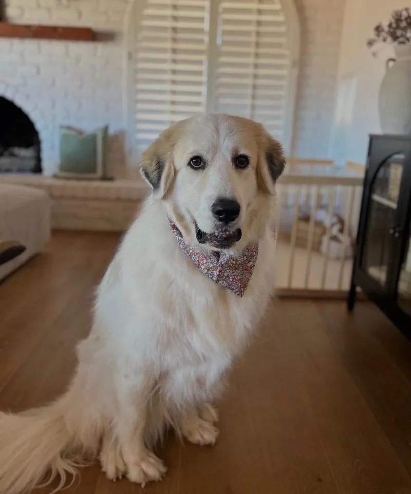 An adult medium-sized female Great Pyrenees dog named Lola for adoption in Heber City, UT