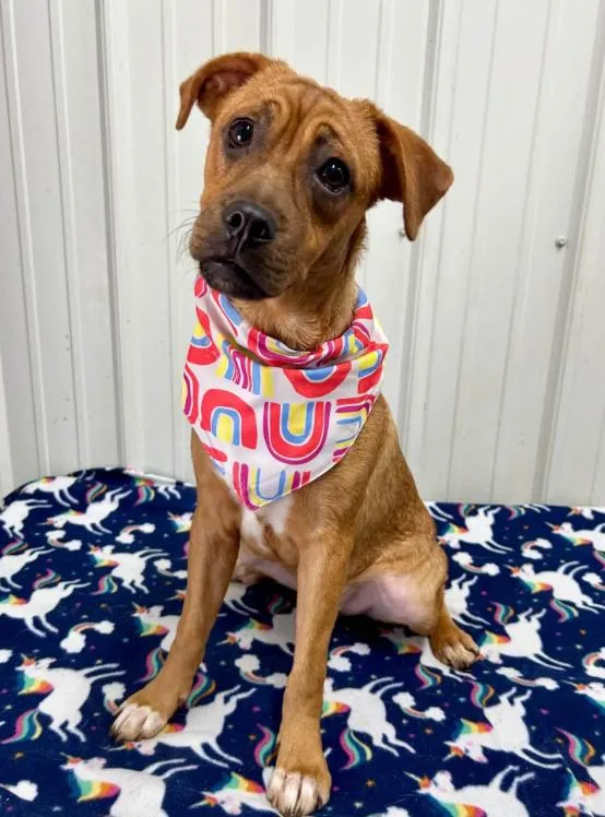 An adult medium-sized male Boxer dog named Nino for adoption in Brooklyn Center, MN