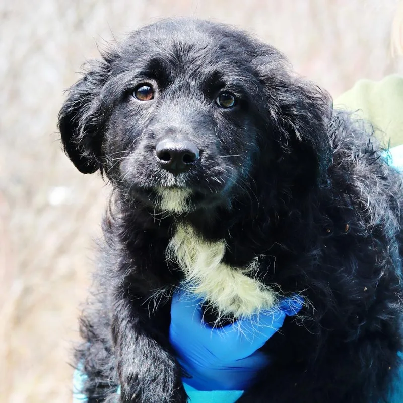 A baby medium-sized female Black Border Collie dog named Ct Shirley for adoption in Eastford, CT