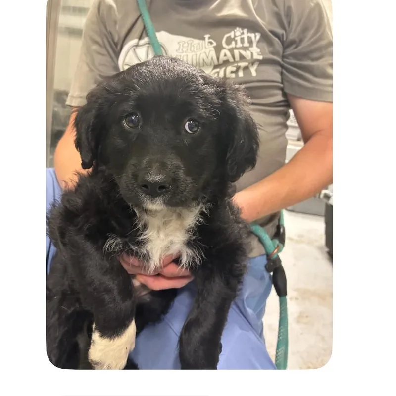 Ct Shirley thumbnail 4