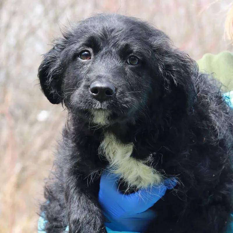 Ct Shirley thumbnail 5