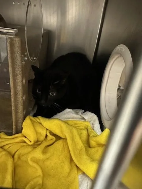 A senior large-sized male Domestic Short Hair cat named Sir for adoption in Rancho Cucamonga, CA