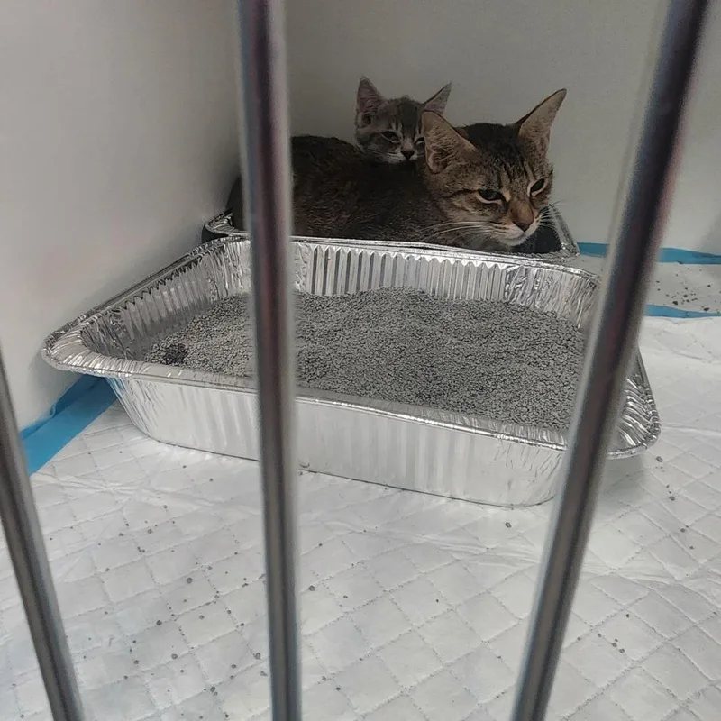 A young small-sized female Brown / Chocolate Domestic Short Hair cat named Minka for adoption in Columbus, GA