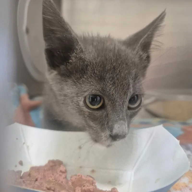 A baby small-sized female Gray / Blue / Silver Domestic Short Hair cat named Cece for adoption in Upland, CA