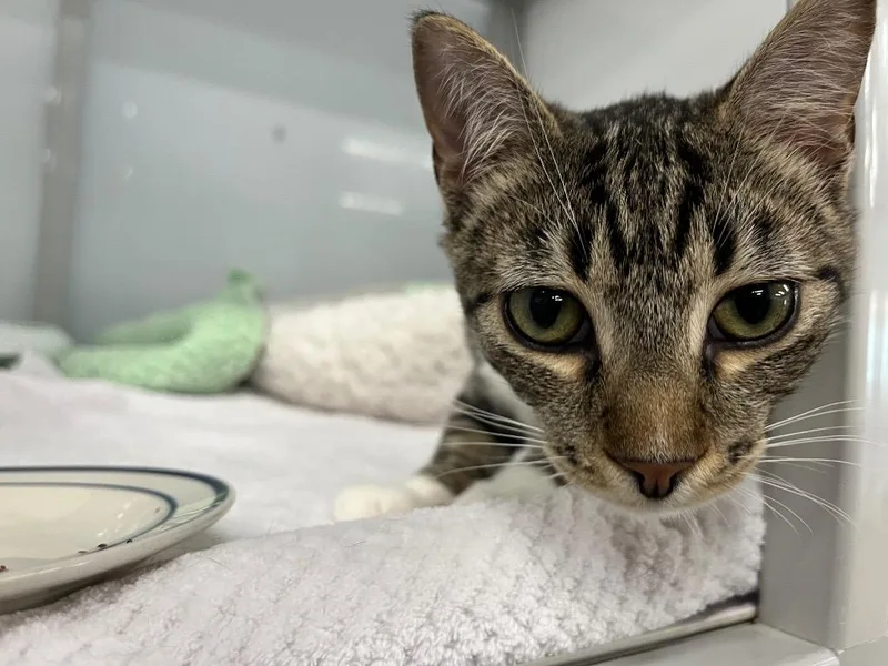 Bufflehead thumbnail 2