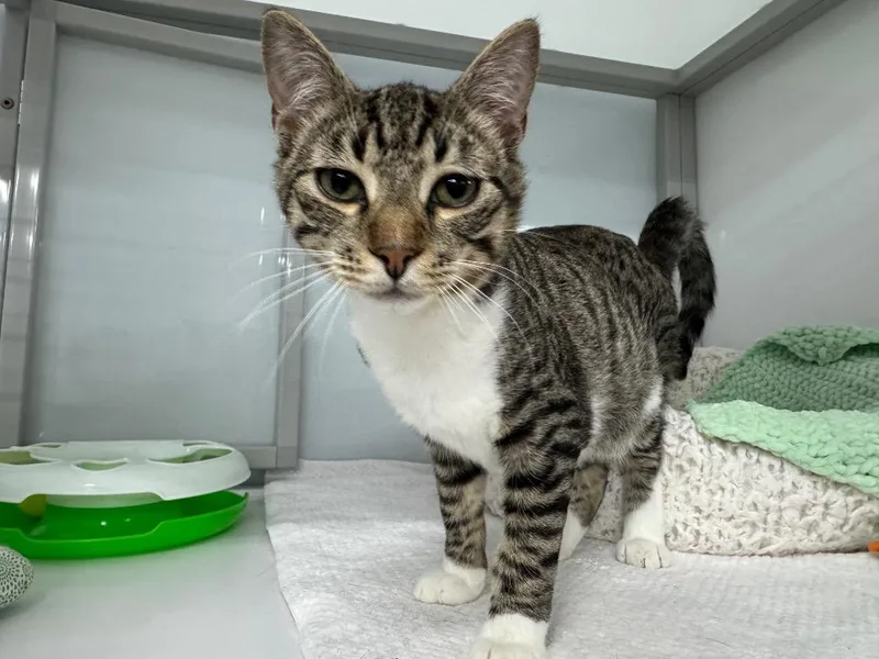 Bufflehead thumbnail 3