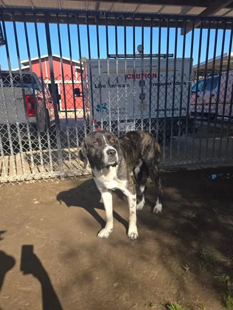 An adult large-sized male Great Dane dog named Churro for adoption in Riverside, CA
