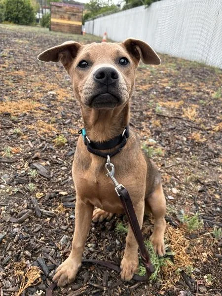 A young medium-sized female Pit Bull Terrier dog named Monica for adoption in El Cajon, CA
