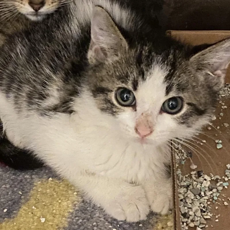 A baby small-sized female Gray / Blue / Silver Domestic Short Hair cat named Clarice for adoption in Norfolk, NE