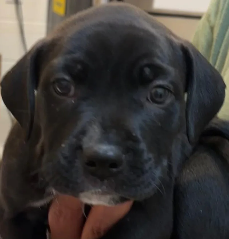 A baby small-sized male Pit Bull Terrier dog named Trooper for adoption in Elizabethton, TN