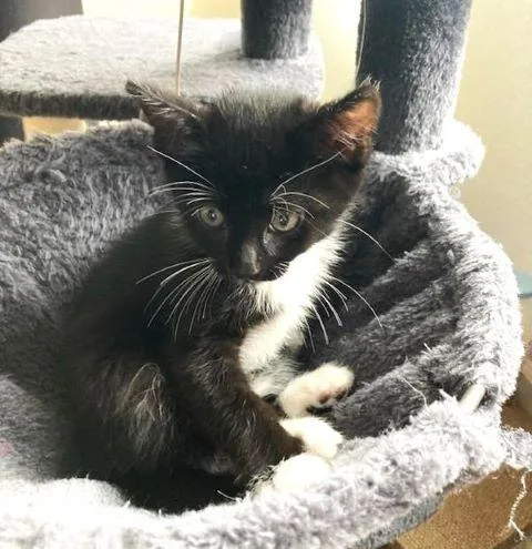 A baby medium-sized male Black & White / Tuxedo Domestic Short Hair cat named Plum for adoption in Fernley, NV